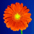 tadeusz Avatar
