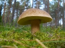 Grzybobranie