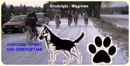 Pomóżmy bezdomnych zwierzętom